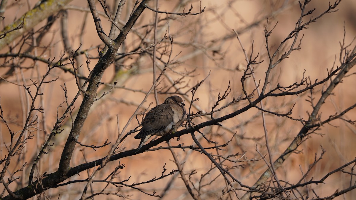 Eared Dove - ML598275481