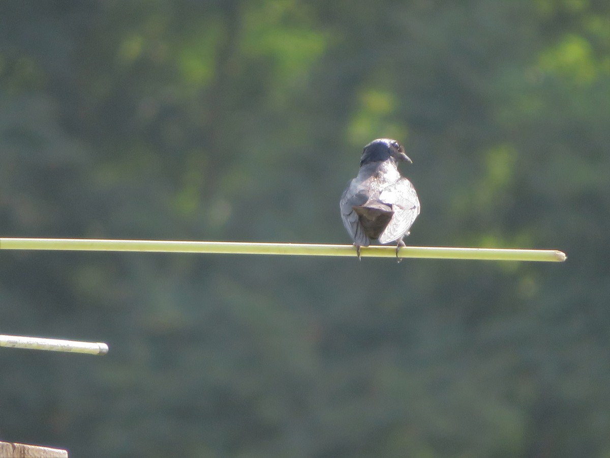 Purple Martin - ML598275591