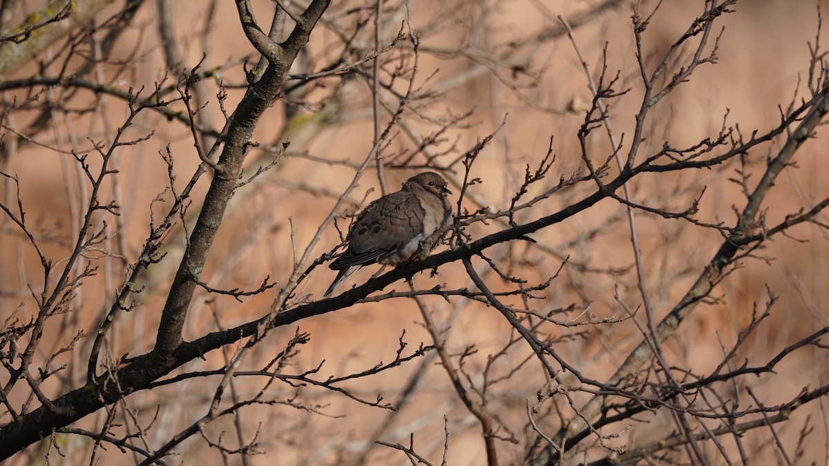 Eared Dove - ML598275621