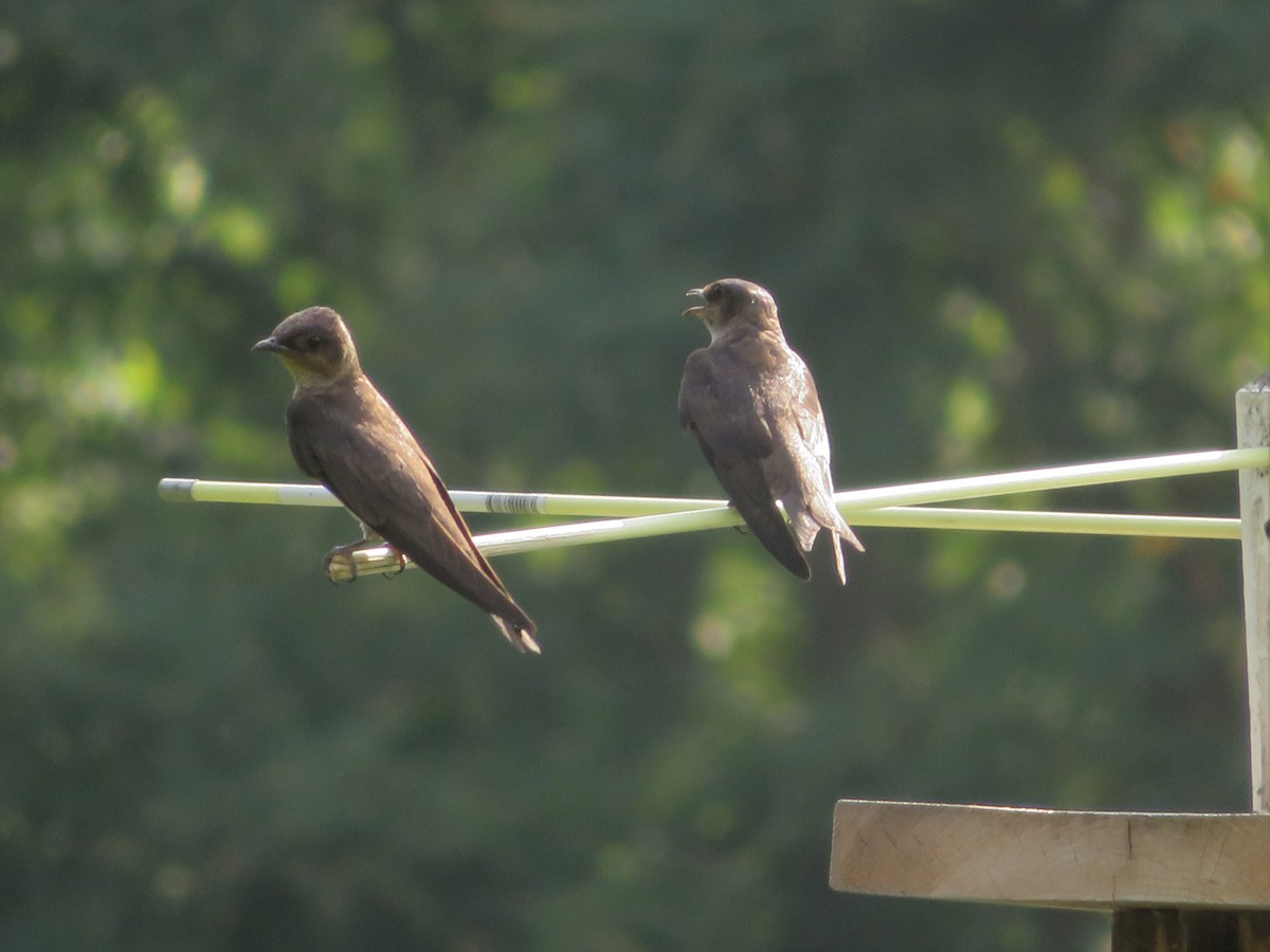 Purple Martin - ML598275691