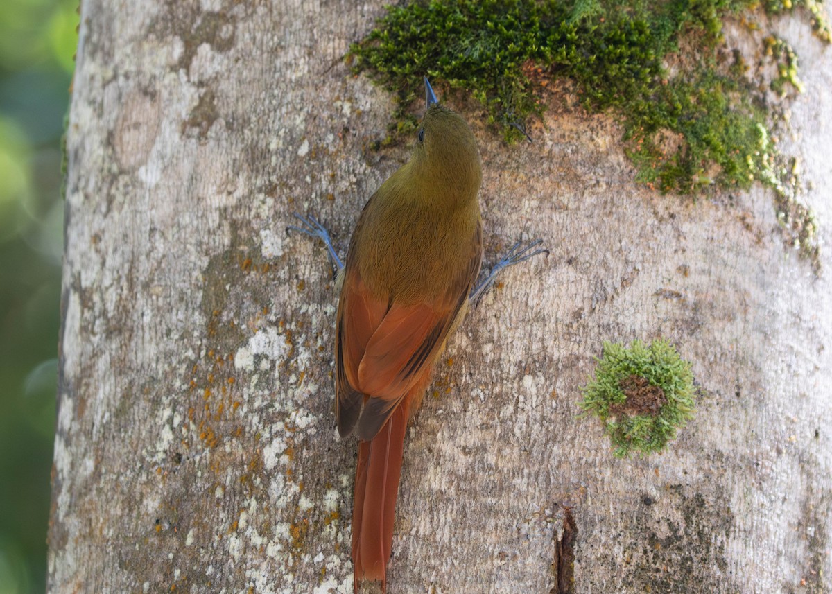 Olivaceous Woodcreeper (Olivaceous) - ML598276121