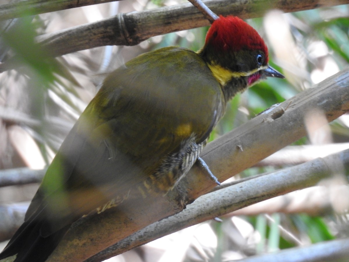 Golden-green Woodpecker - ML598276341