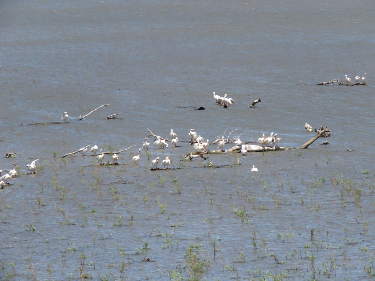 American White Pelican - ML598276701