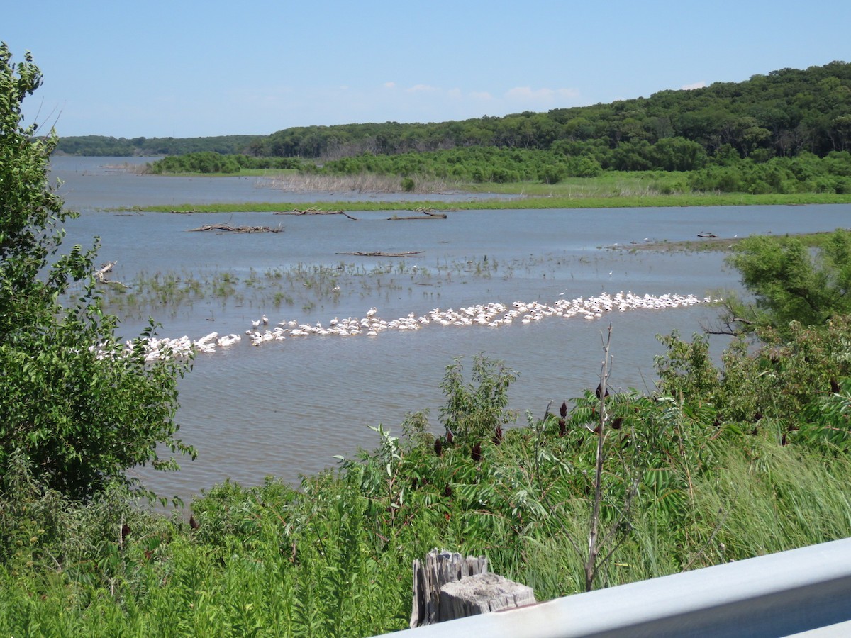 American White Pelican - ML598276711