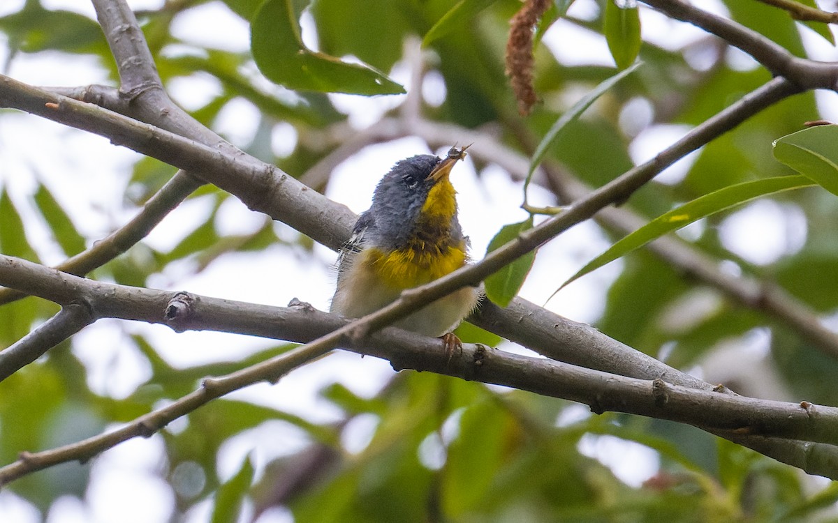 Northern Parula - James Kennerley