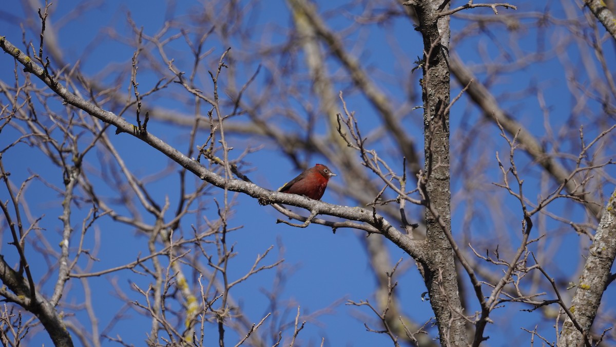 Red-crested Finch - ML598278291