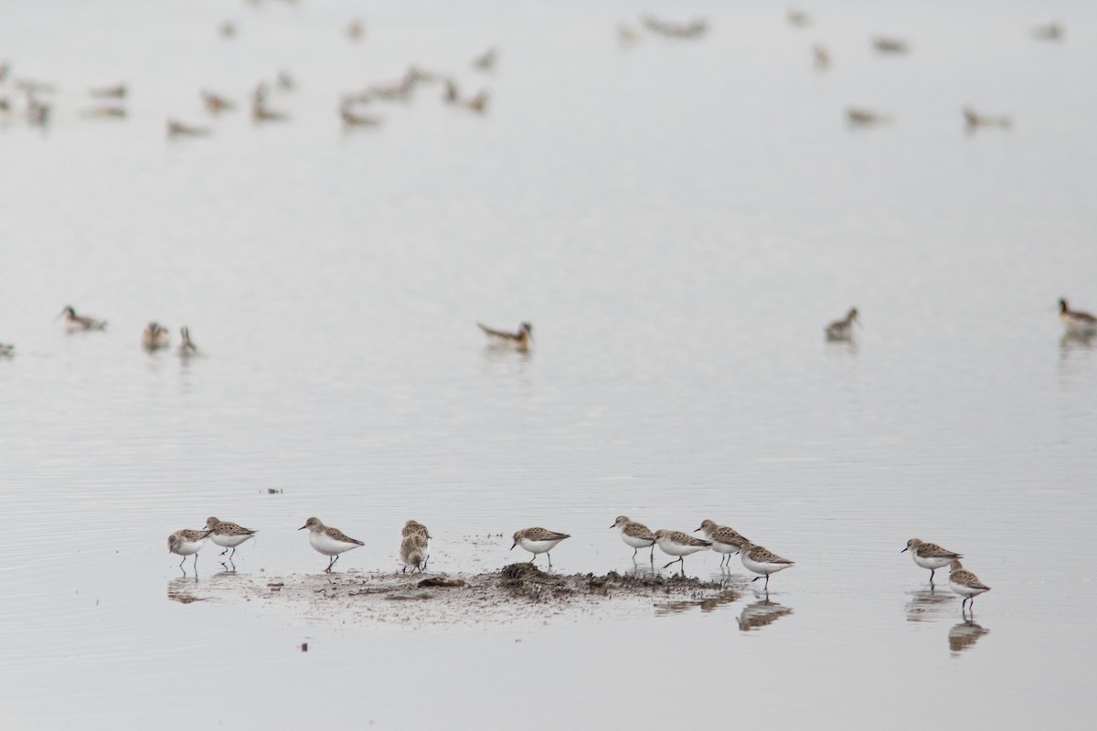 Semipalmated Sandpiper - ML598278361