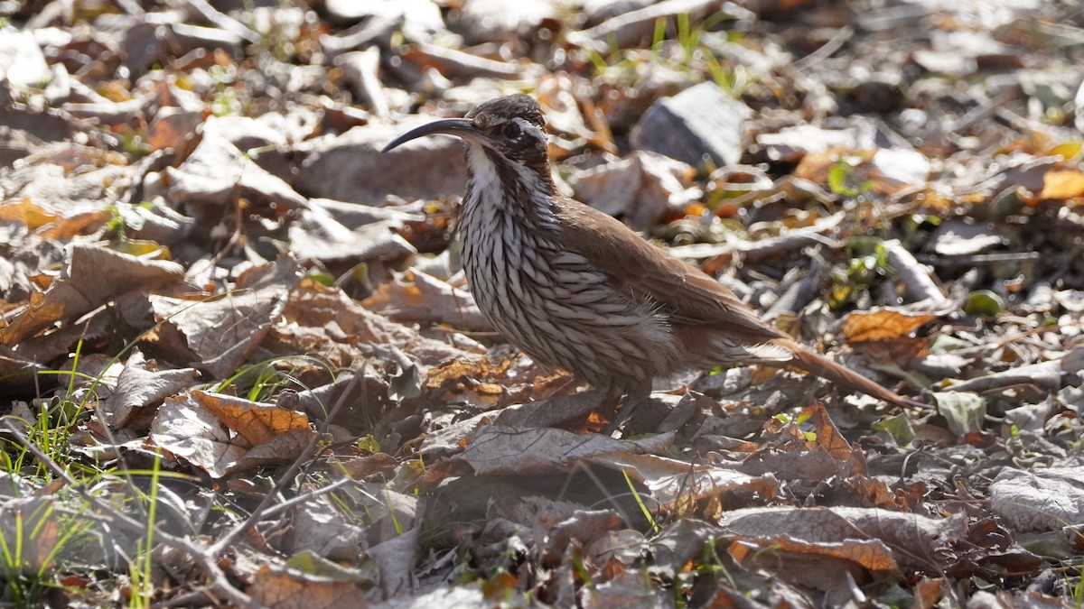 Scimitar-billed Woodcreeper - ML598278551