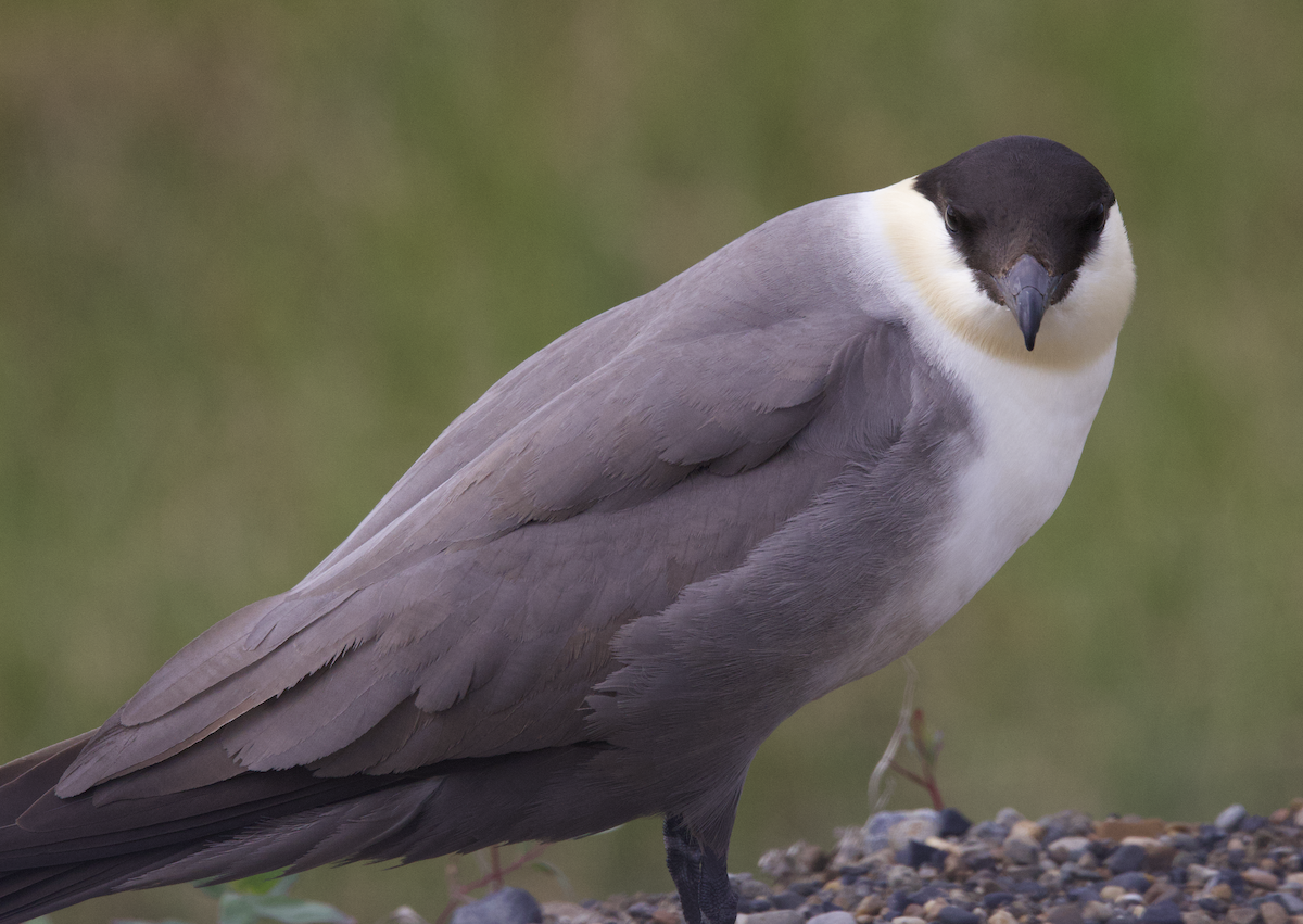 Long-tailed Jaeger - ML598279061