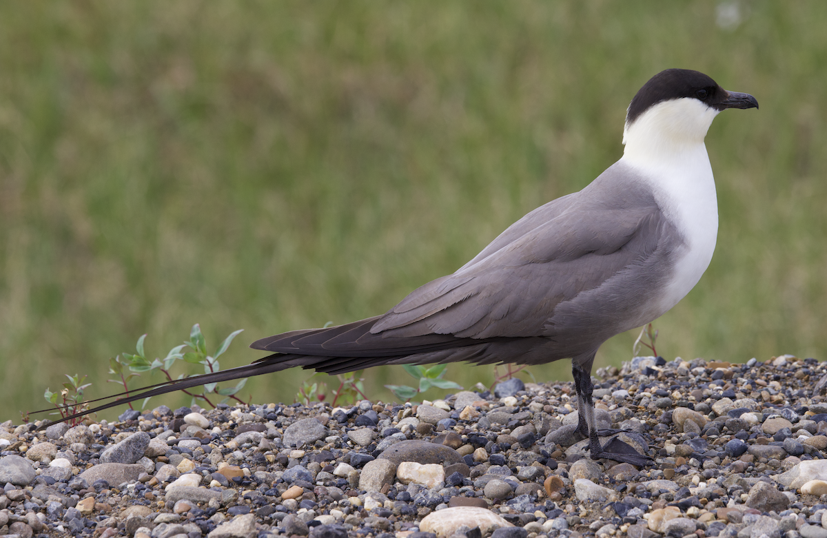 Long-tailed Jaeger - ML598279171