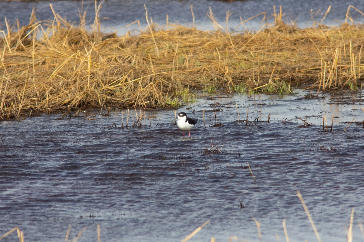 Black-necked Stilt - ML598280031