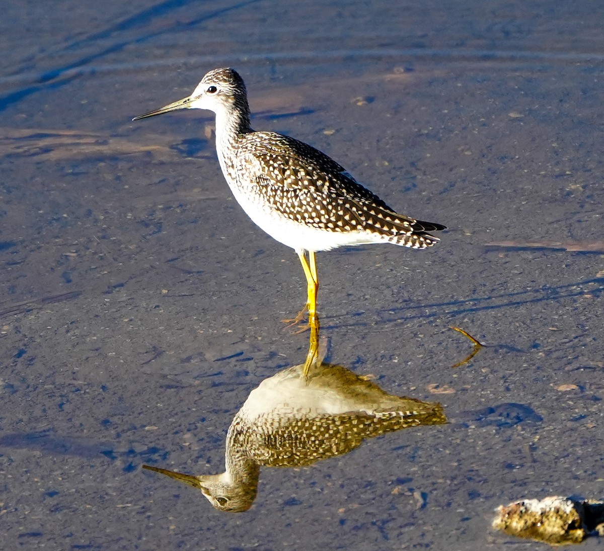 Greater Yellowlegs - ML598280361