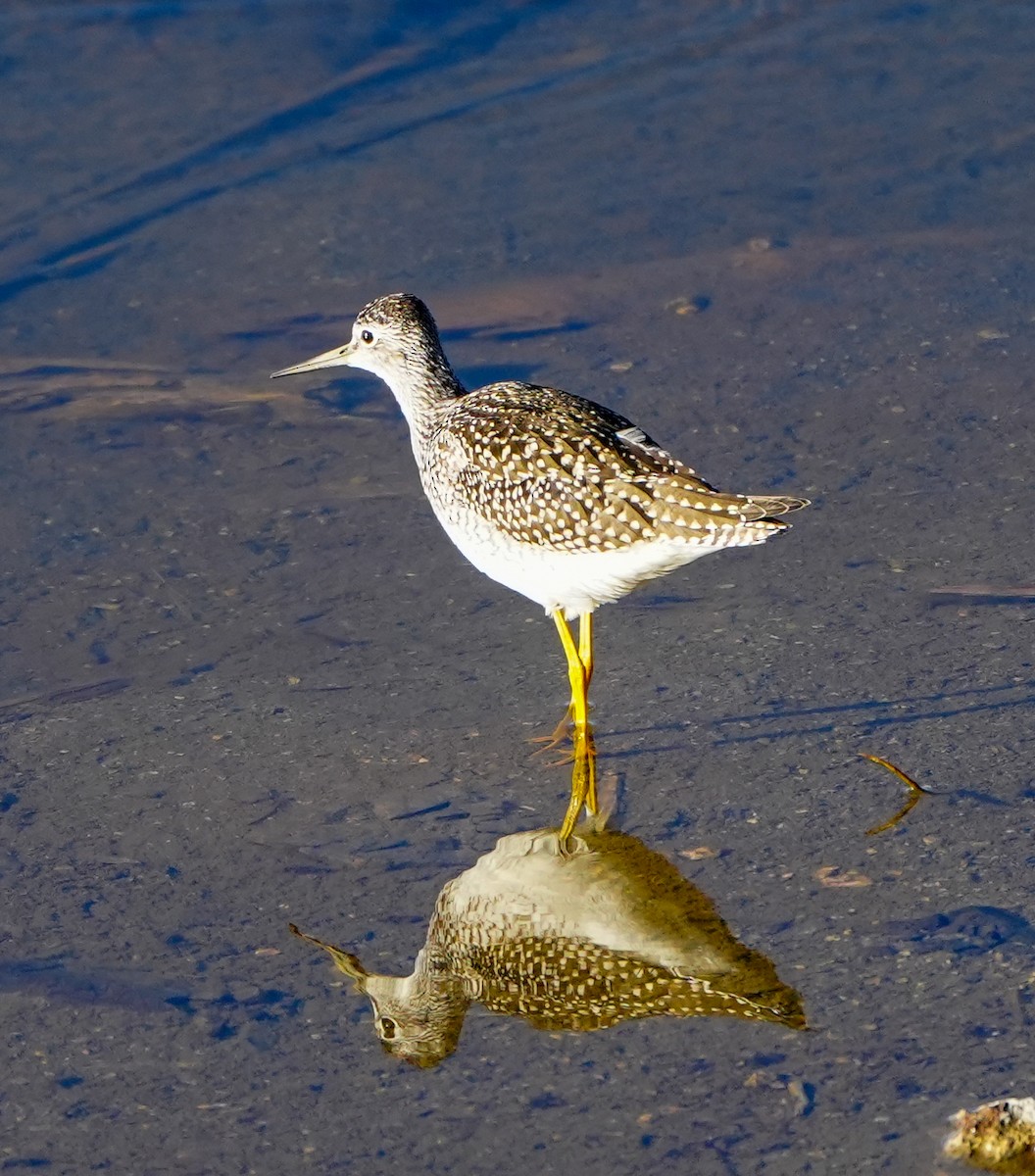 Greater Yellowlegs - ML598280401