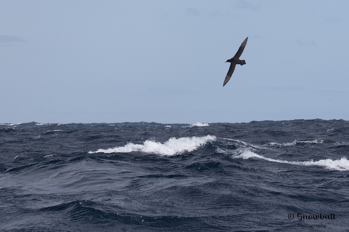 Northern Giant-Petrel - ML598280631