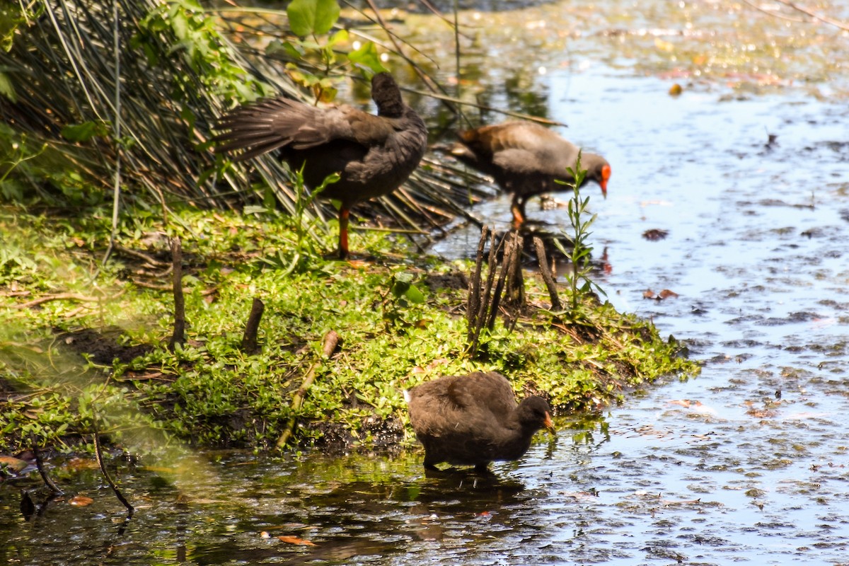 Australasian Swamphen - ML598281281