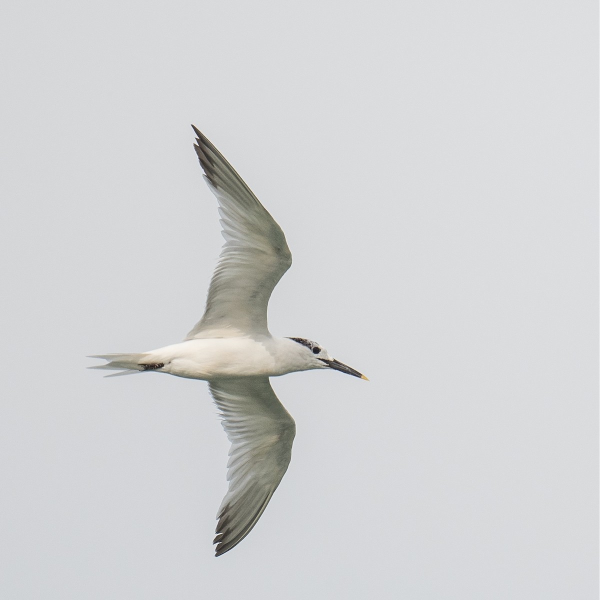 Sandwich Tern - ML598282581