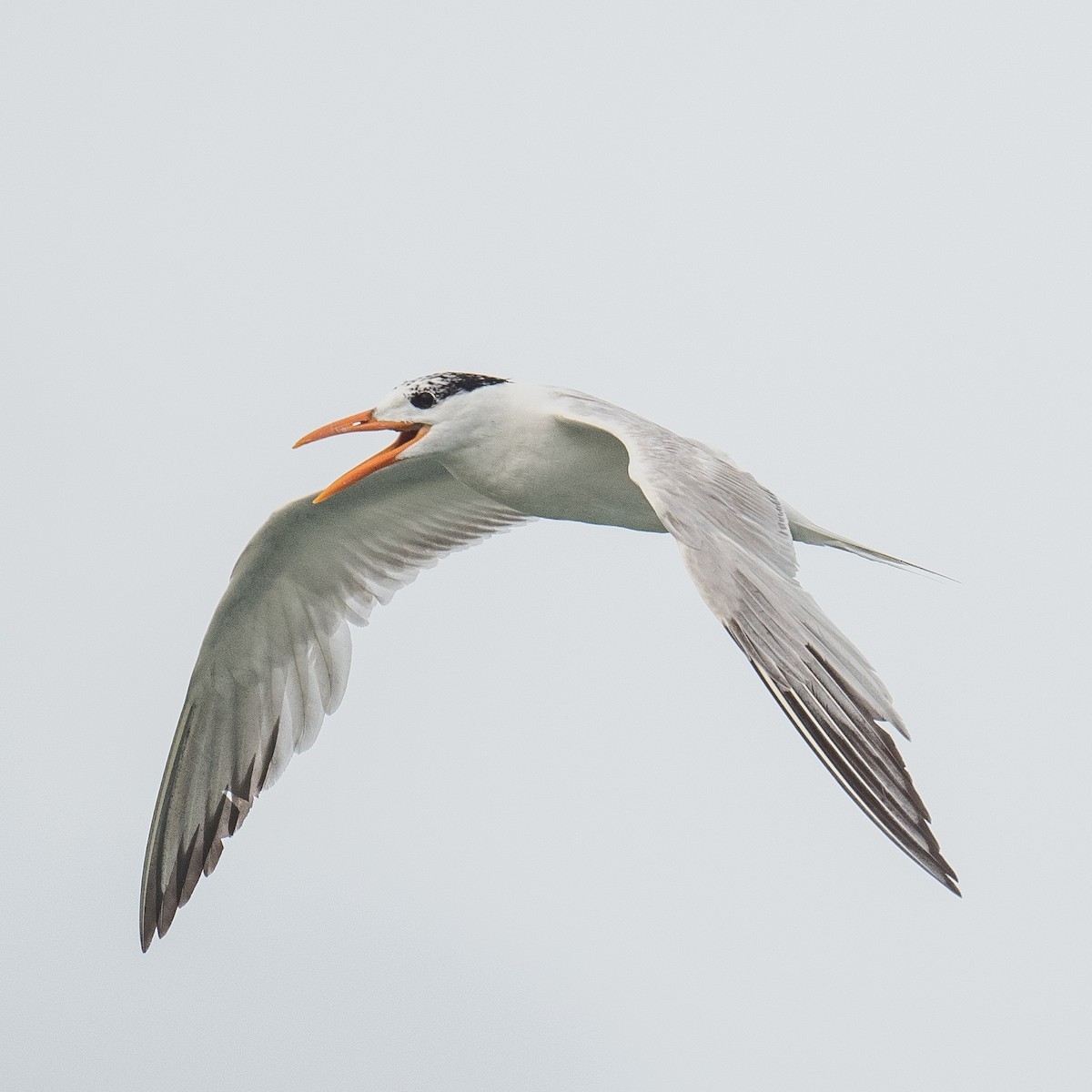 Royal Tern - Liling Warren