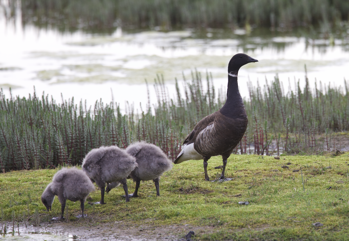 Branta musubeltza - ML598282811