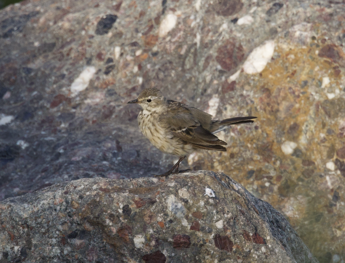 Pipit d'Amérique - ML598283731