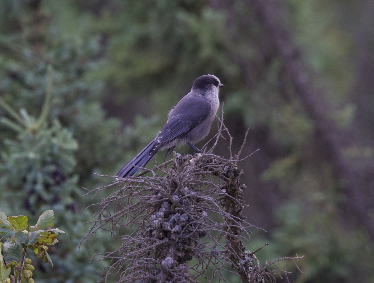 Canada Jay - Elliott Ress