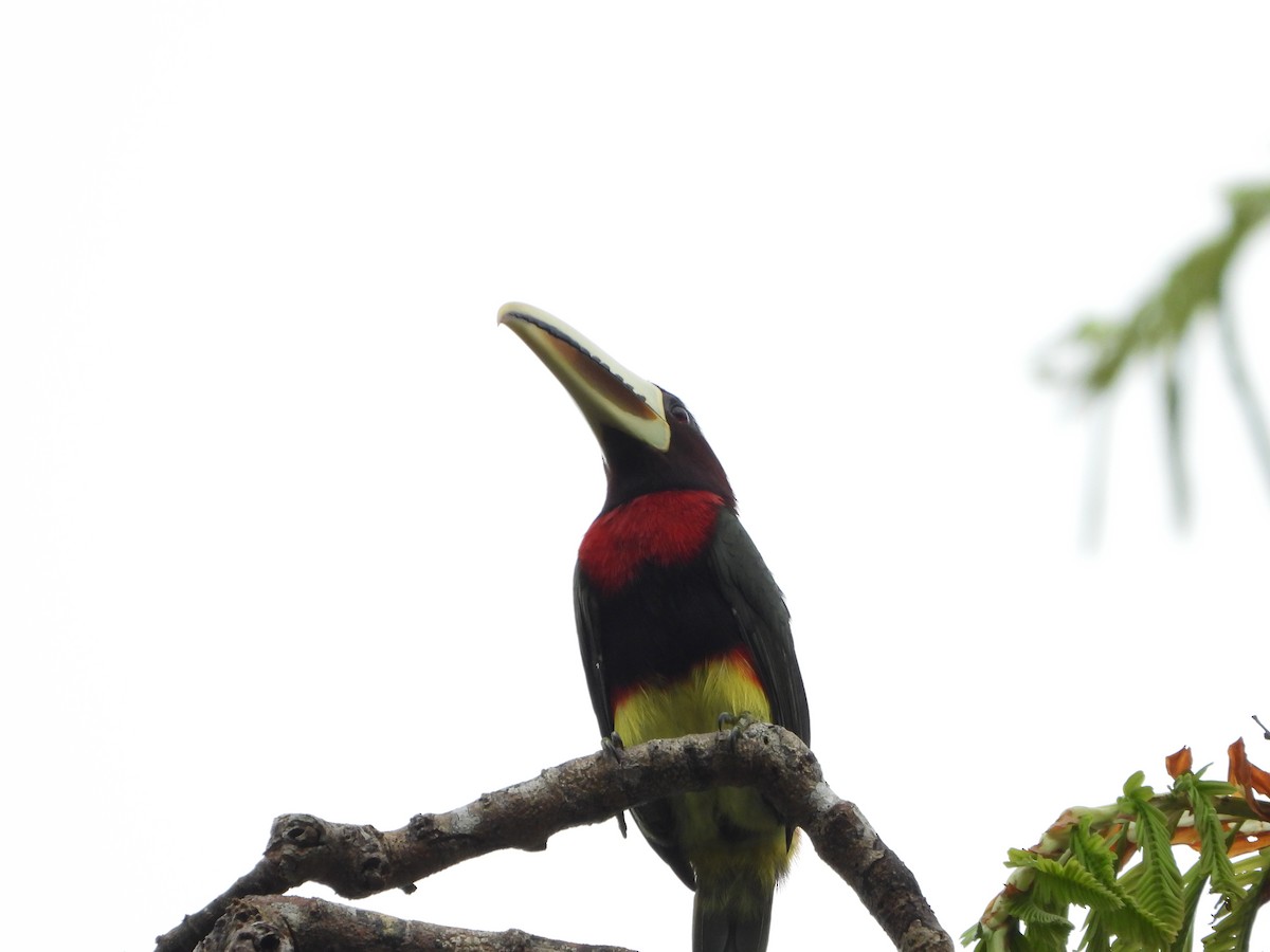 Ivory-billed Aracari - ML598285711