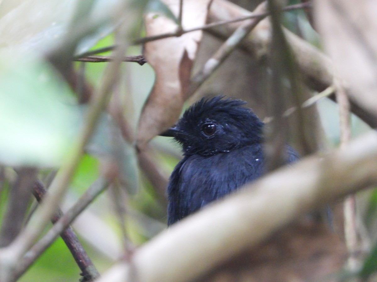 Cocha Antshrike - ML598285831