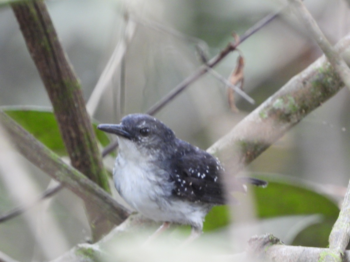 Silvered Antbird - ML598285861