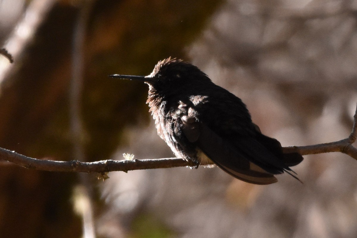 Black Metaltail - carlos lazo