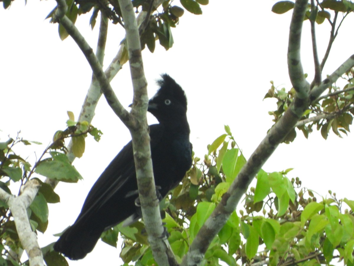 Amazonian Umbrellabird - ML598286291