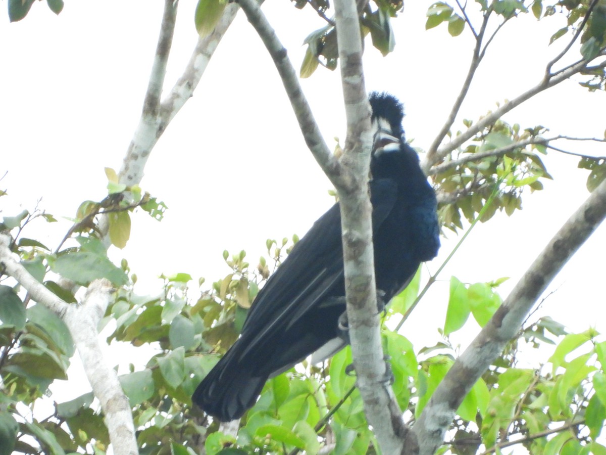 Амазонская зонтичная птица - ML598286301