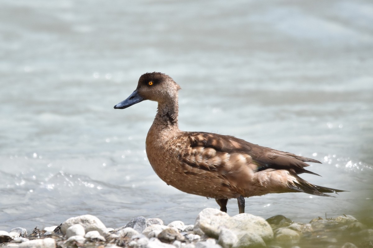 Crested Duck - ML598286981