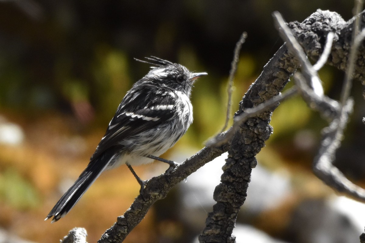 Black-crested Tit-Tyrant - ML598287091