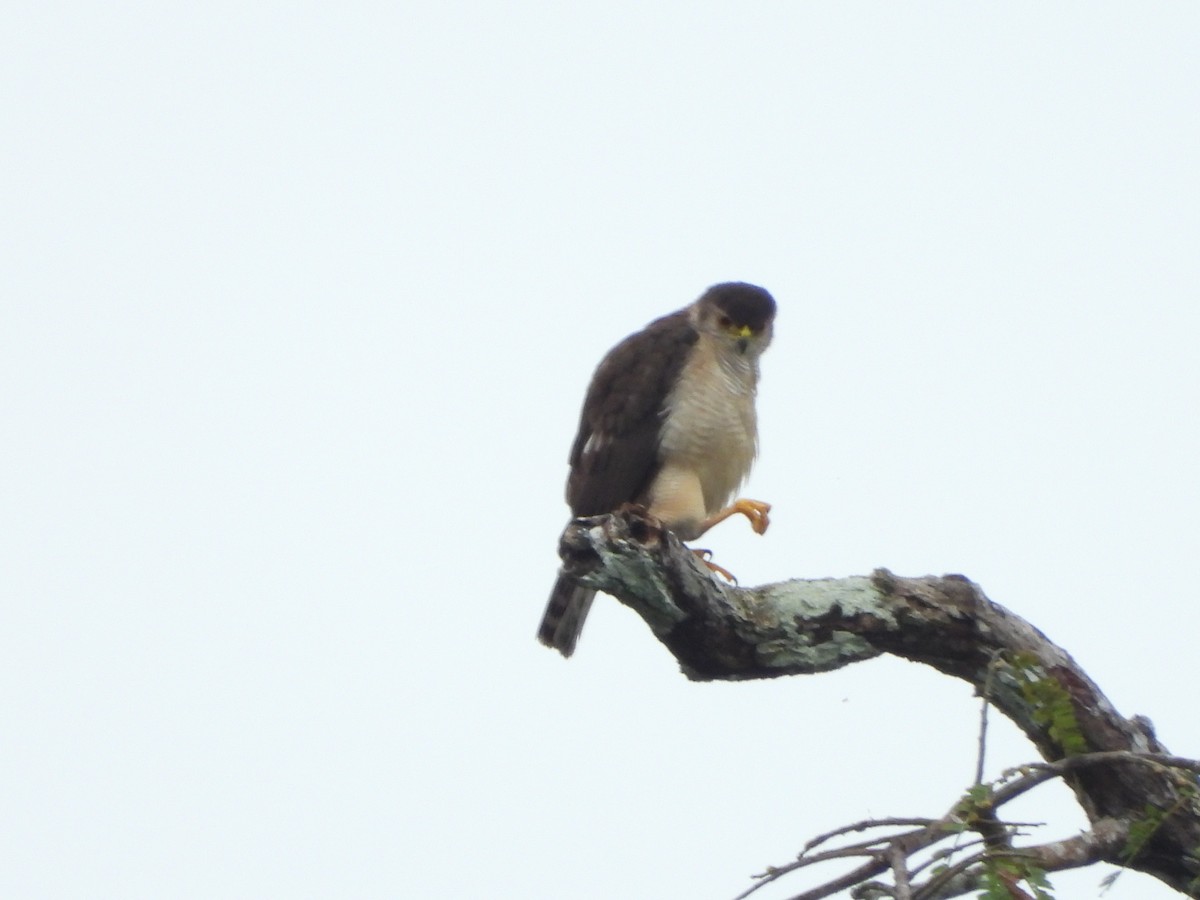 Tiny Hawk - ML598287231