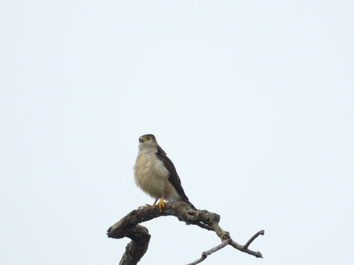 Tiny Hawk - ML598287241