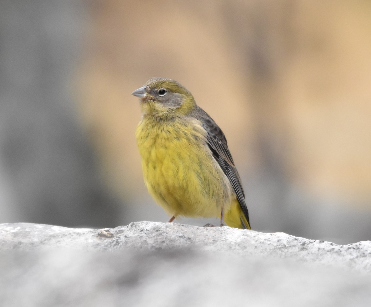 Bright-rumped Yellow-Finch - ML598287341