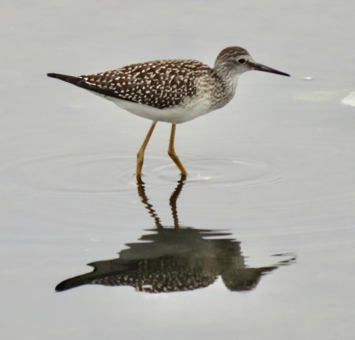 Lesser Yellowlegs - David Trissel