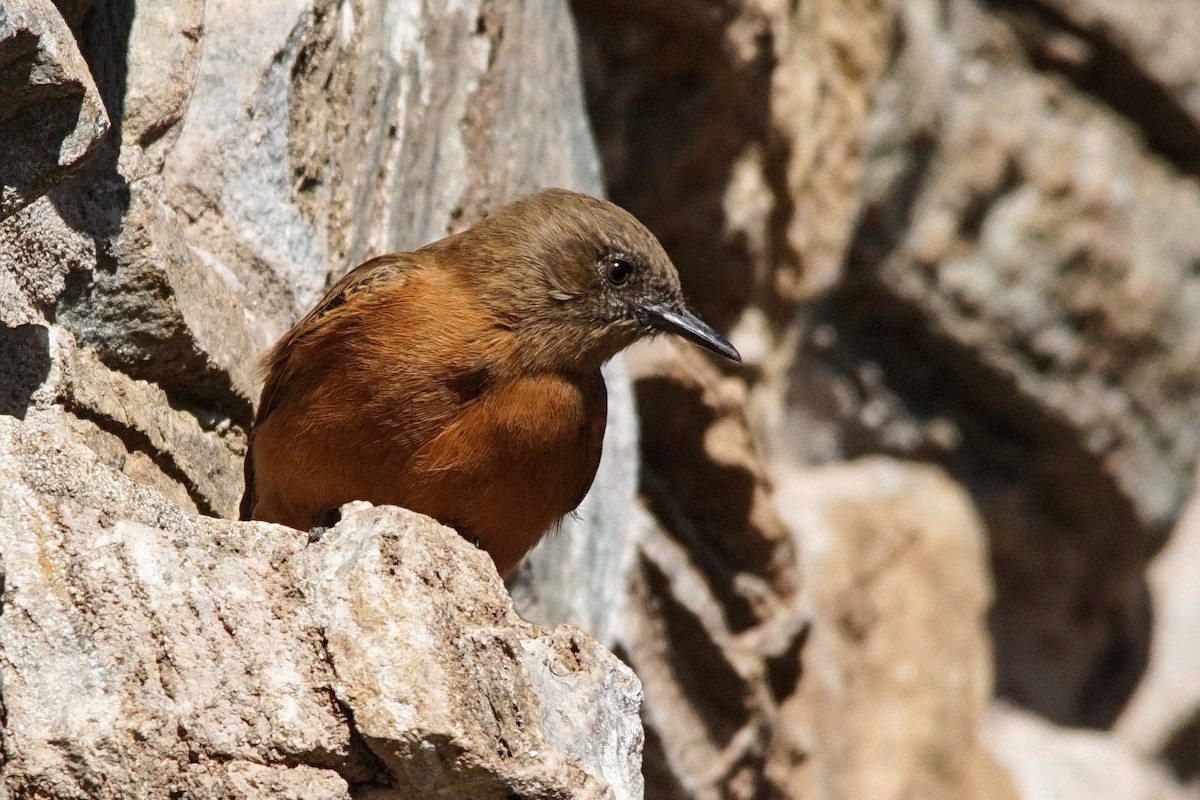 Cliff Flycatcher - ML598287631