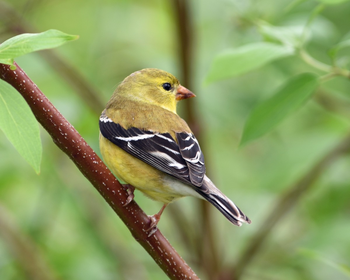 American Goldfinch - ML59828791