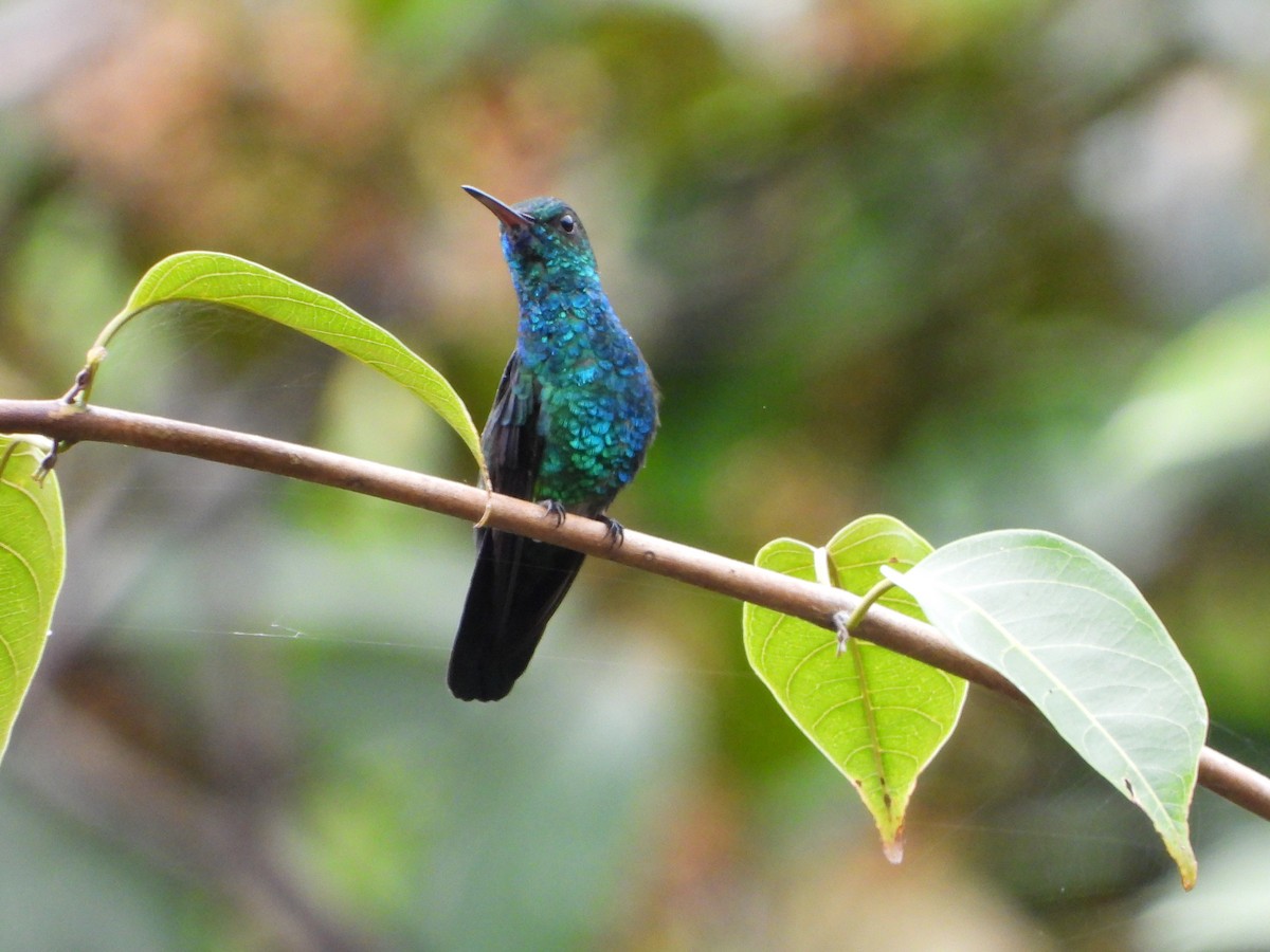 Blauschwanz-Smaragdkolibri - ML598287911