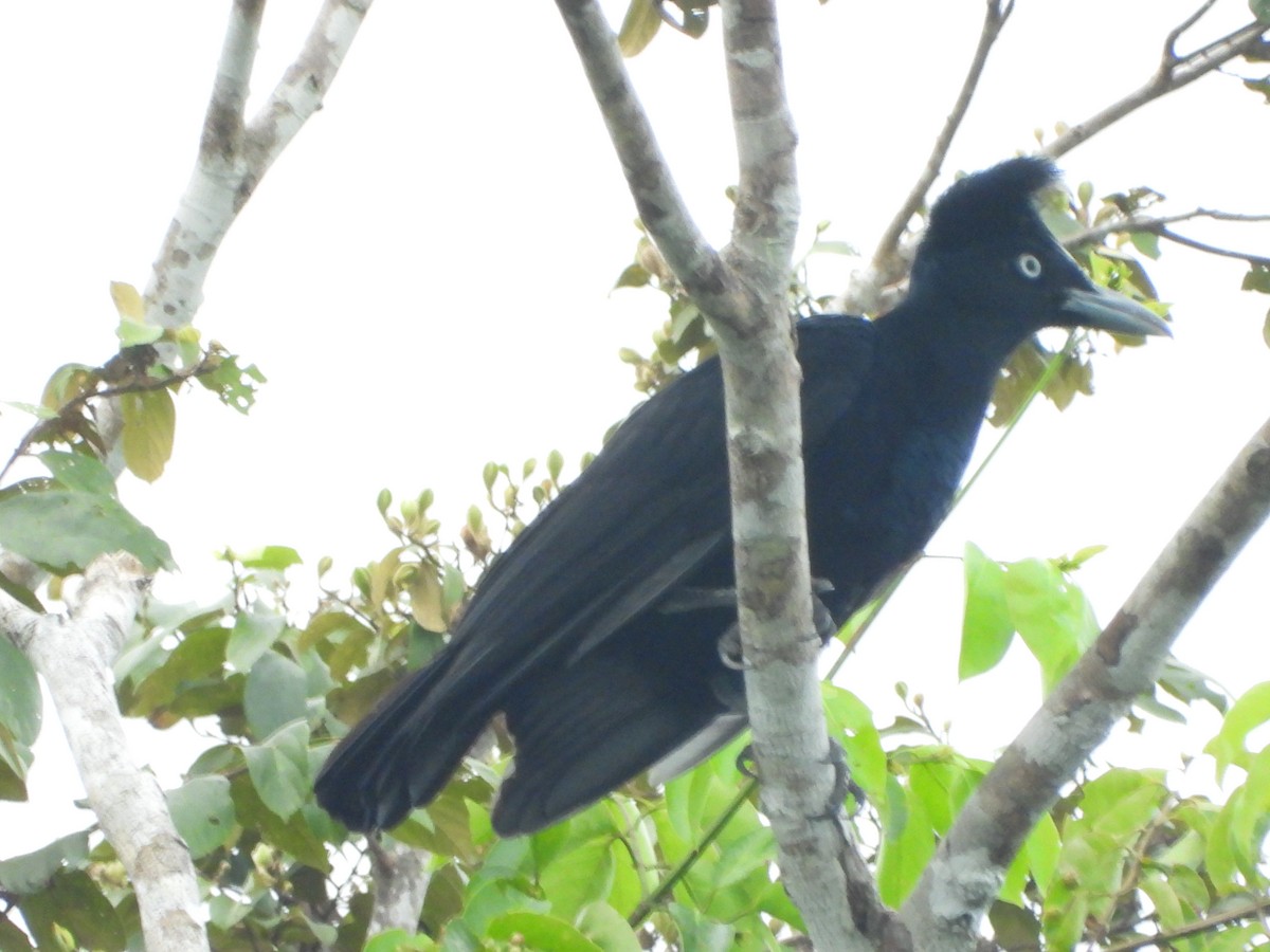 Амазонская зонтичная птица - ML598288971