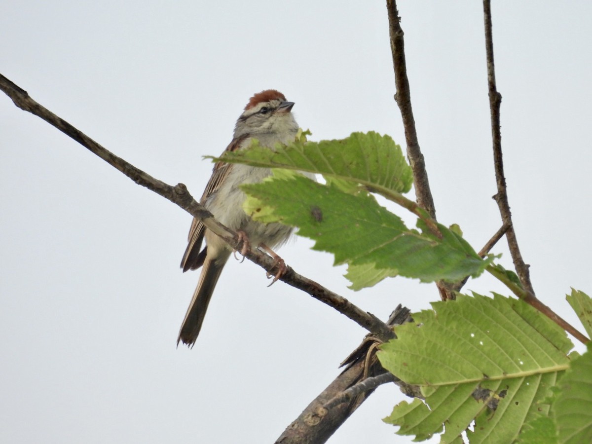 Chipping Sparrow - ML598289321