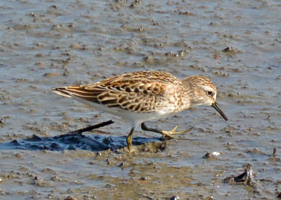 Least Sandpiper - ML598289741