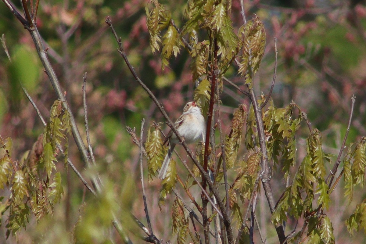 Clay-colored Sparrow - ML598290981