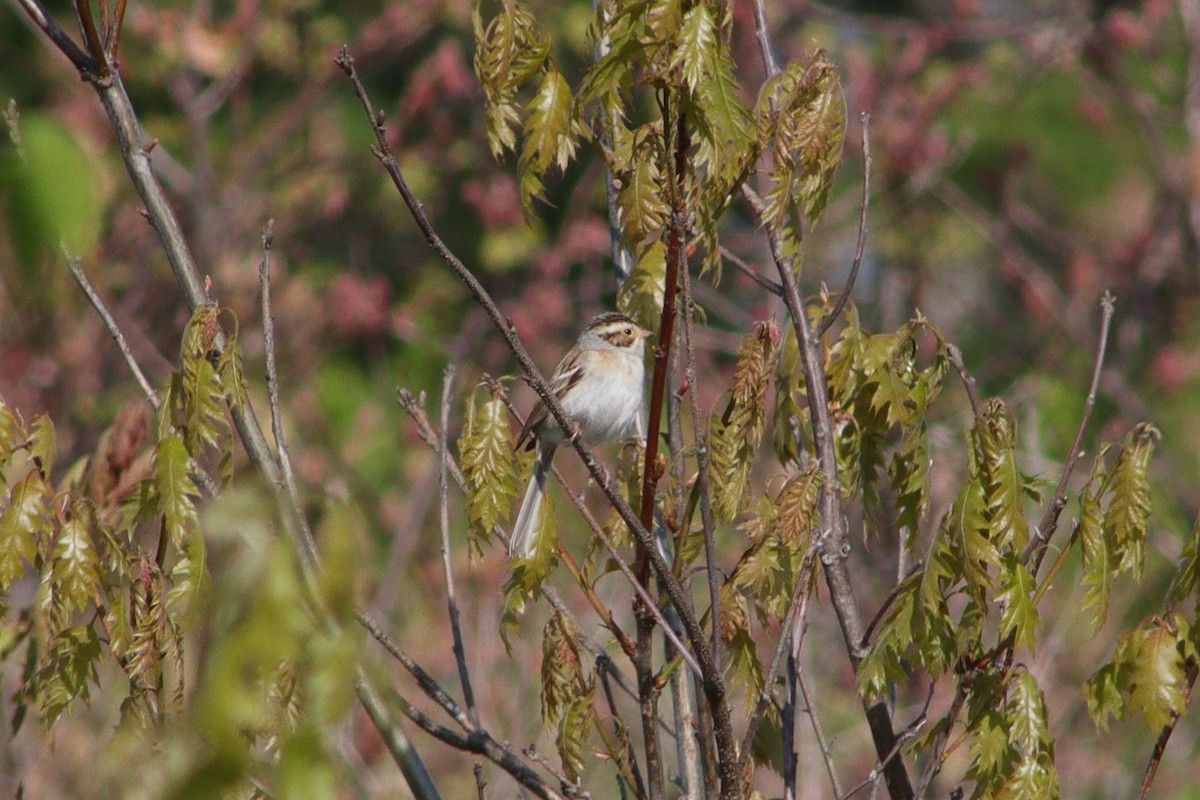 Clay-colored Sparrow - ML598290991