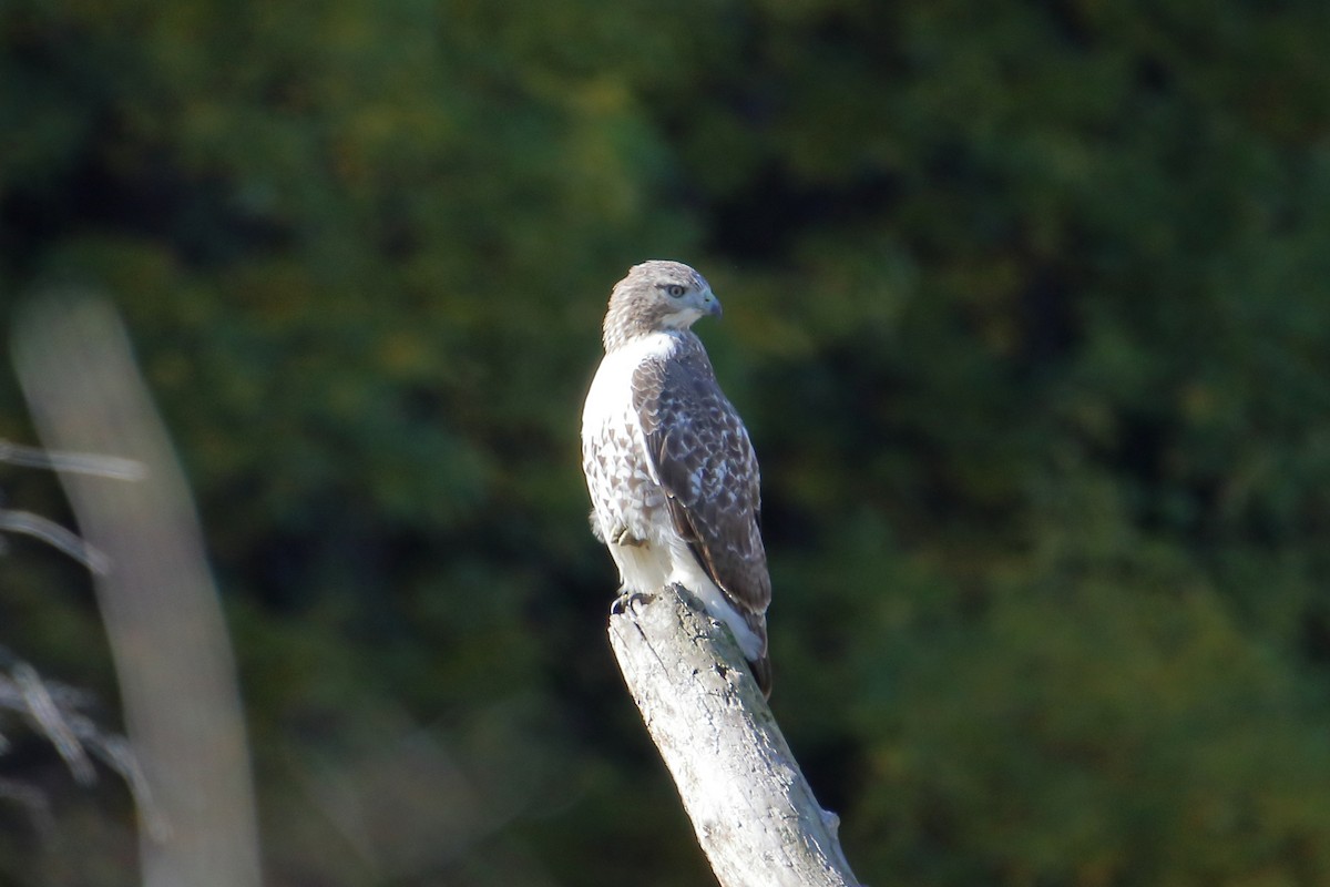 Red-tailed Hawk - ML598291181