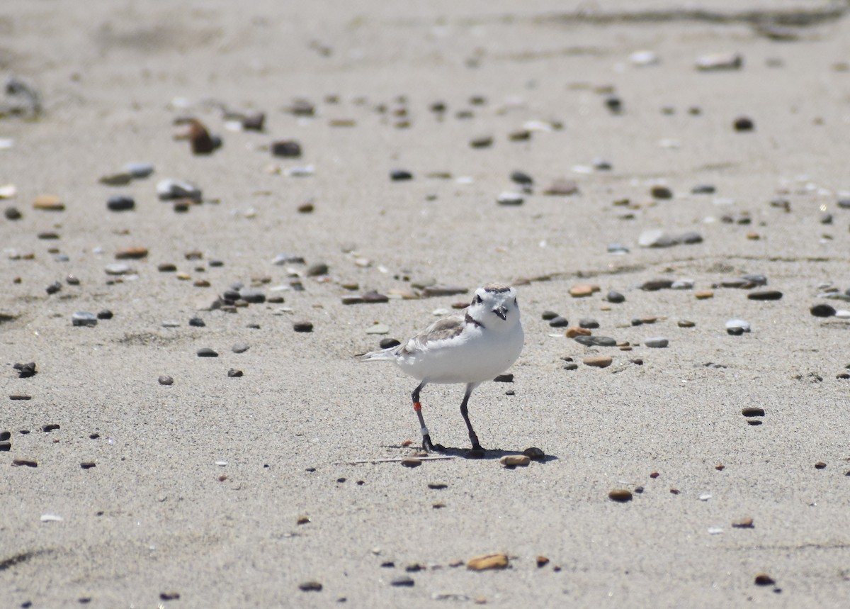 Snowy Plover - ML598291601