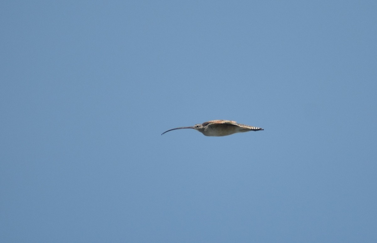 Long-billed Curlew - Mike Grifantini
