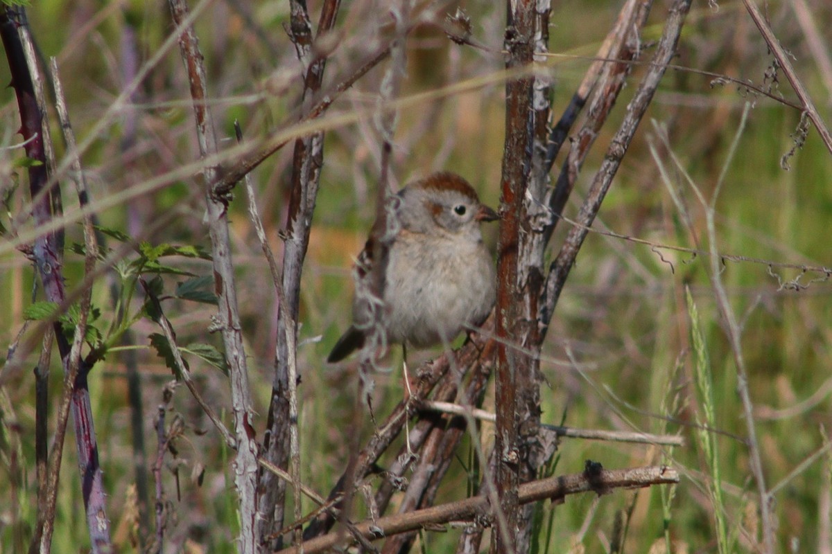 Field Sparrow - ML598291711