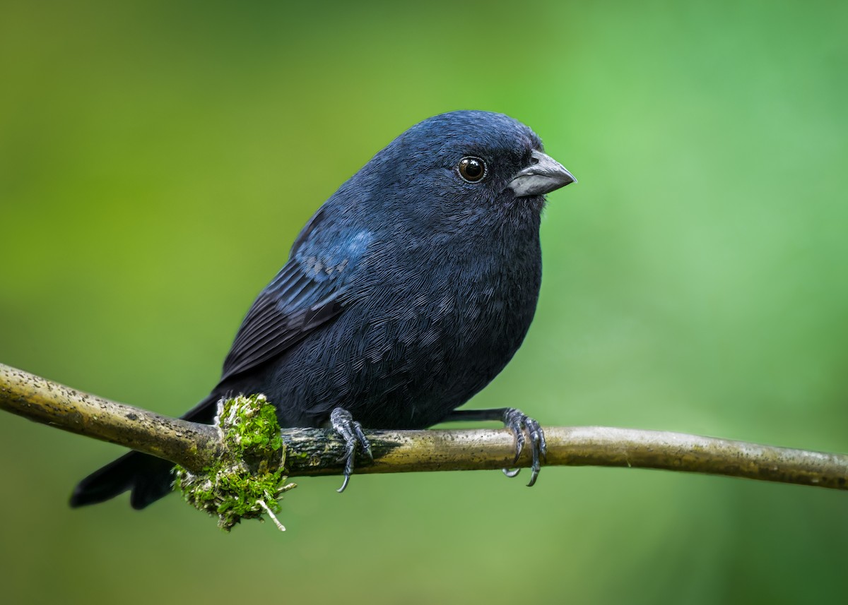 Blue Seedeater - ML598292181