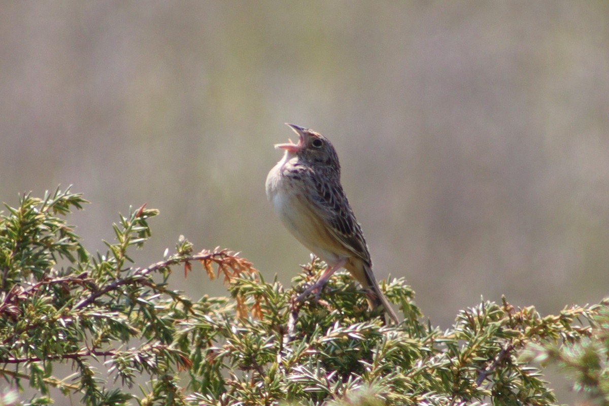 Grasshopper Sparrow - ML598293881